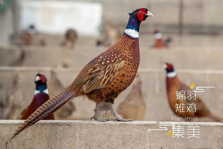 ����������ġ����ǵ���